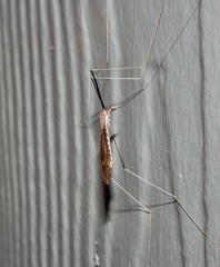 Brachypremna dispellens