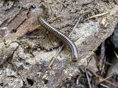 Cylindroiulus caeruleocinctus