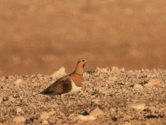 Pterocles alchata