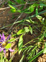 Symphyotrichum pratense