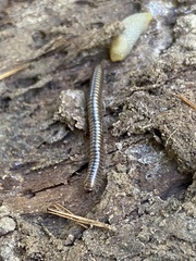 Cylindroiulus caeruleocinctus