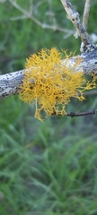 Teloschistes exilis