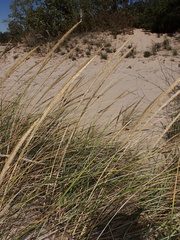 Ammophila breviligulata