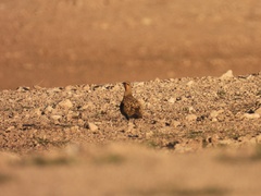 Pterocles alchata