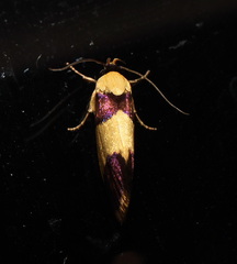 Telecrates laetiorella