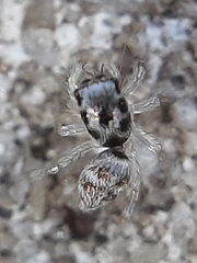 Salticus