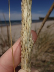 Ammophila breviligulata