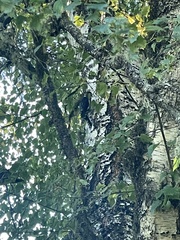 Sphyrapicus ruber