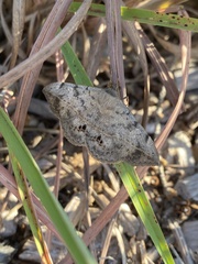 Anticarsia gemmatalis