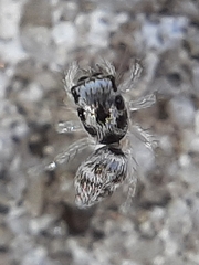 Salticus