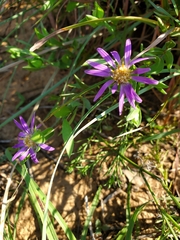 Symphyotrichum pratense