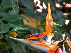 Strelitzia reginae reginae