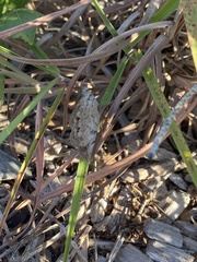 Anticarsia gemmatalis