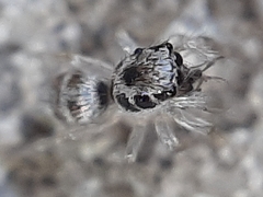 Salticus