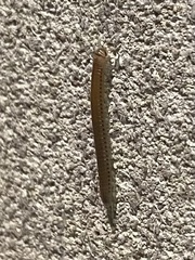 Cylindroiulus punctatus