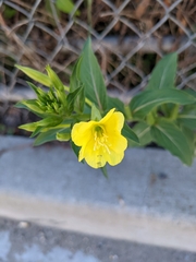 Oenothera