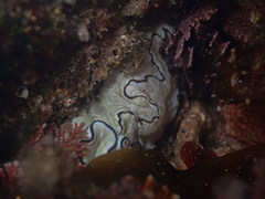 Doriprismatica atromarginata