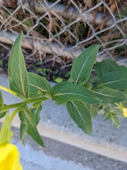 Oenothera