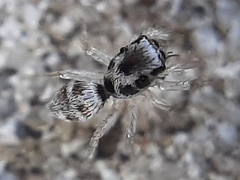 Salticus