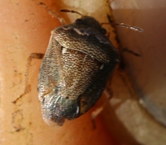 Eysarcoris ventralis