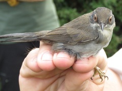 Curruca melanocephala