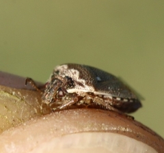 Eysarcoris ventralis