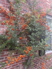Pyracantha