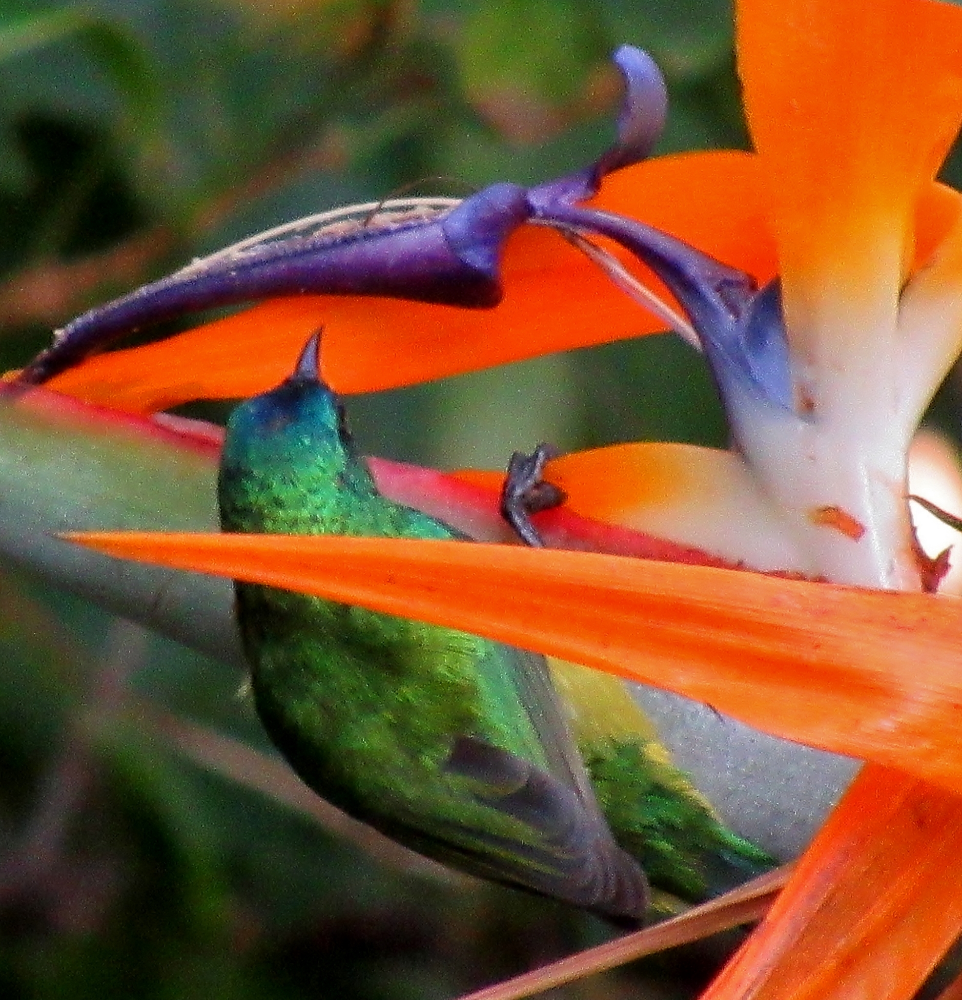 Aves-Do-Paraíso (género Strelitzia) · BioDiversity4All