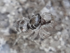 Salticus