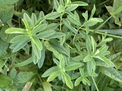 Salvia azurea