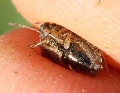 Eysarcoris ventralis