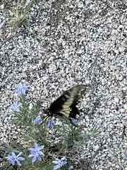 Papilio polyxenes rudkini