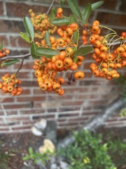 Pyracantha