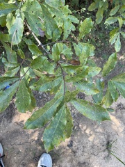 Quercus oglethorpensis