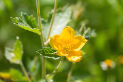 Mentzelia oligosperma