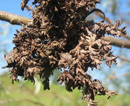 Stenacis triradiata nuotrauka