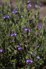 Scutellaria potosina
