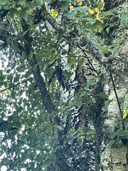 Sphyrapicus ruber
