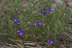 Scutellaria potosina
