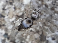 Salticus