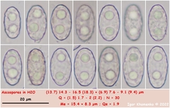 Galactinia saniosa