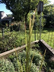 Andropogon virginicus