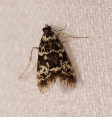 Scoparia exhibitalis