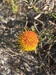 Leucospermum prostratum