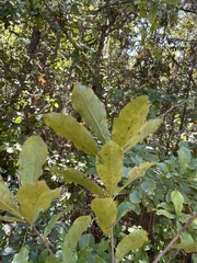 Quercus oglethorpensis