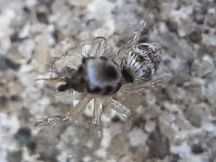 Salticus