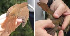Luscinia megarhynchos