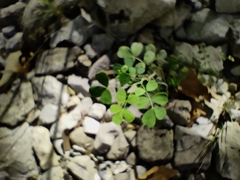 Hippocrepis emerus