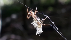 Micrathena gracilis