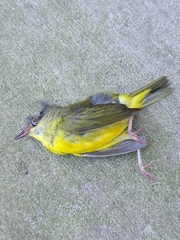 Geothlypis philadelphia